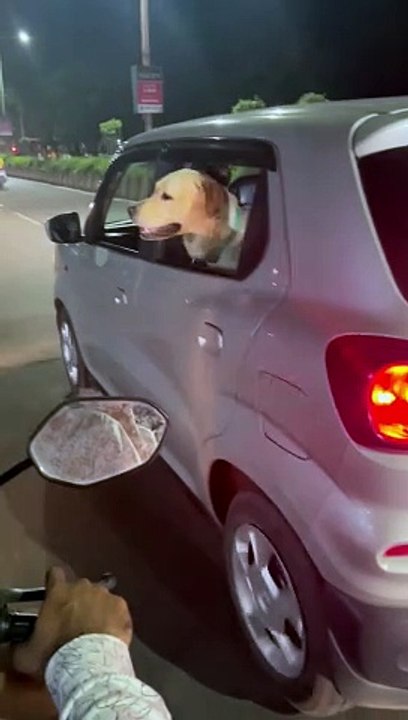 Dogs Meet On The Road