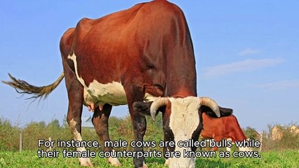 MALE AND FEMALE ANIMAL NAMES