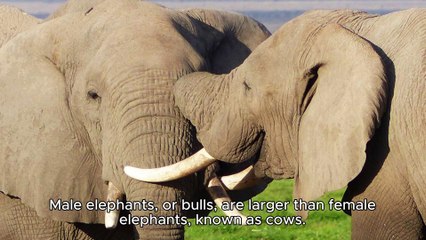MALE VS FEMALE ELEPHANTS