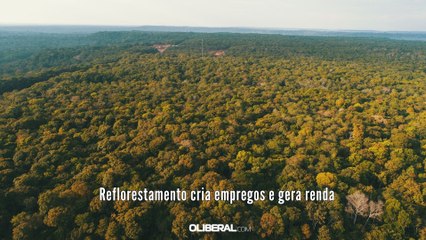 Reflorestamento cria empregos e gera renda