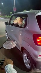 Dogs Meet On The Road