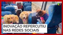 Creche para cães viraliza ao usar ônibus 'escãolar' para transportar animais em SC
