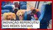 Creche para cães viraliza ao usar ônibus 'escãolar' para transportar animais em SC