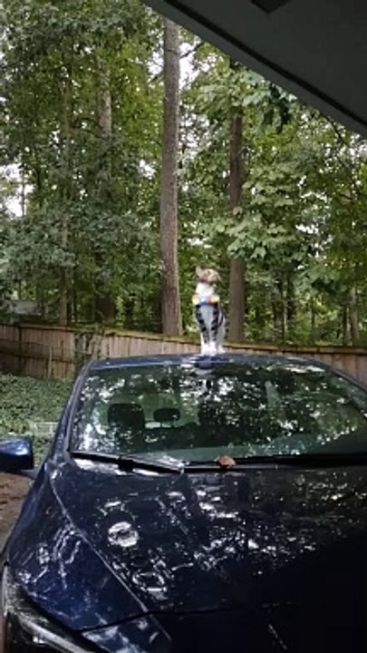 Un chat s'essaye aux acrobaties