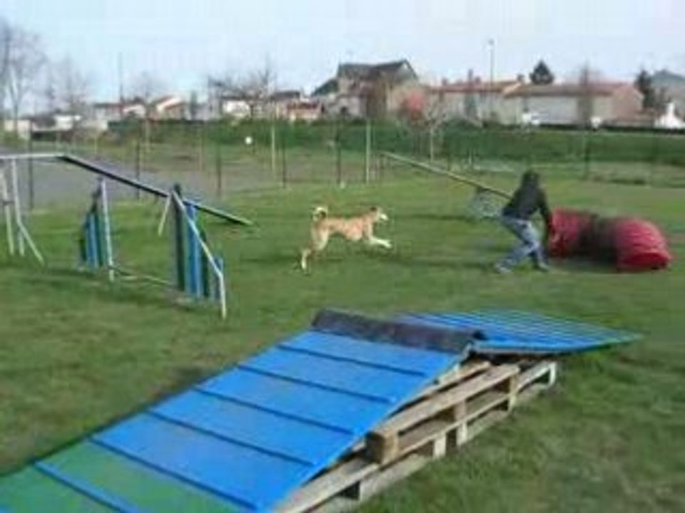 Vanook à l'agility