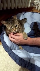 Jealous Cat Swats At Hands