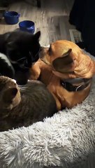 Three Pets Argue Over One Bed