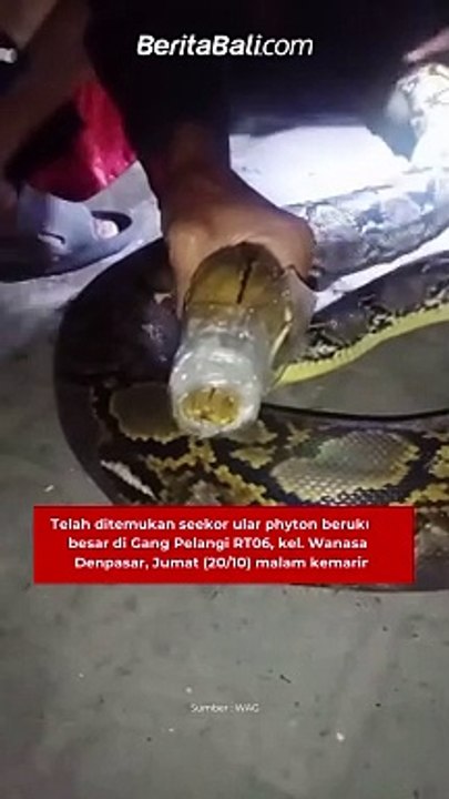 Telah ditemukan seekor ular phyton berukuran besar di Gang Pelangi RT06, kel. Wanasari, Denpasar, Jumat (20/10) malam kemarin.