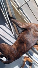 Boxer Pup Learns to Use Hammock All by Herself