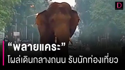 "พลายแคระ" โผล่เดินกลางถนนธนะรัชต์รับนักท่องเที่ยวแต่เช้า | HOTSHOT เดลินิวส์ 21/10/66