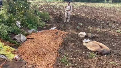 Shock due to excise raid action