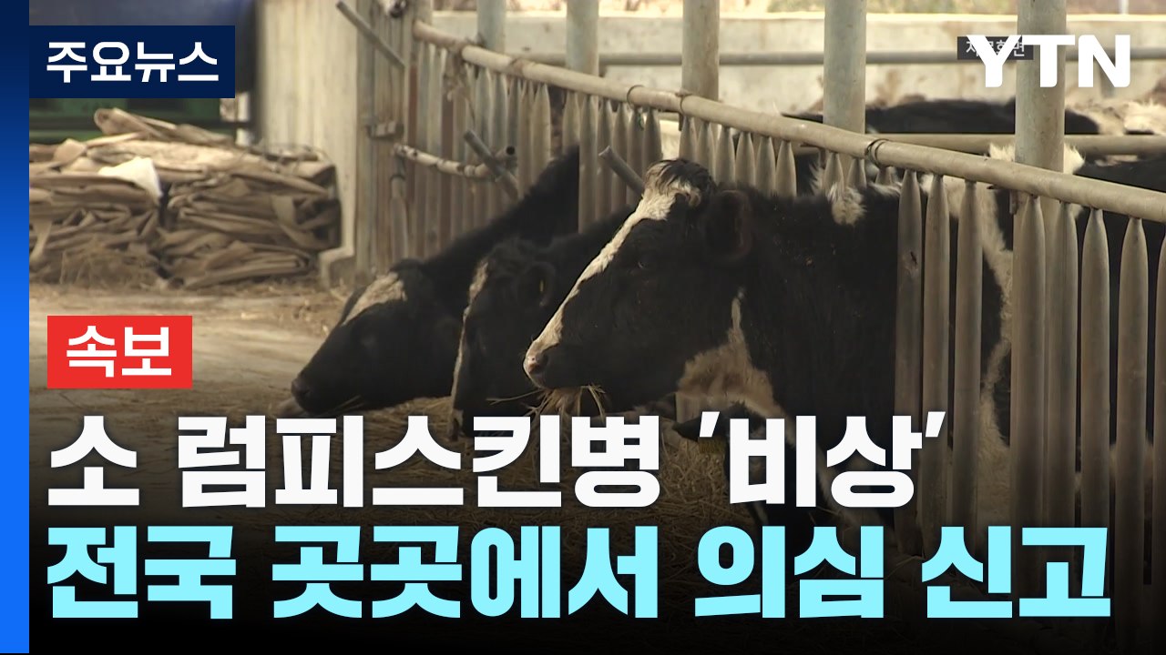 [속보] 평택에서도 소 럼피스킨병 확진...전국 곳곳 의심 신고 / YTN