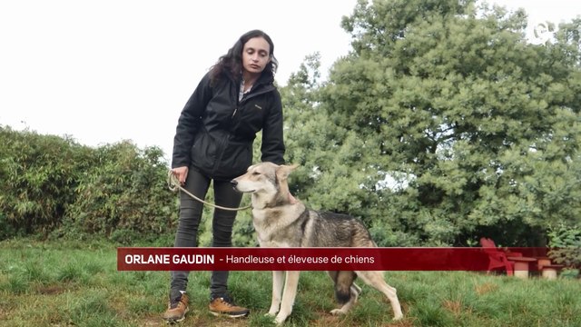 JT DES TERRITOIRES - 21/10/23 - NÎMES - LAVANDE - CHIENS LOUPS - MONT BLANC