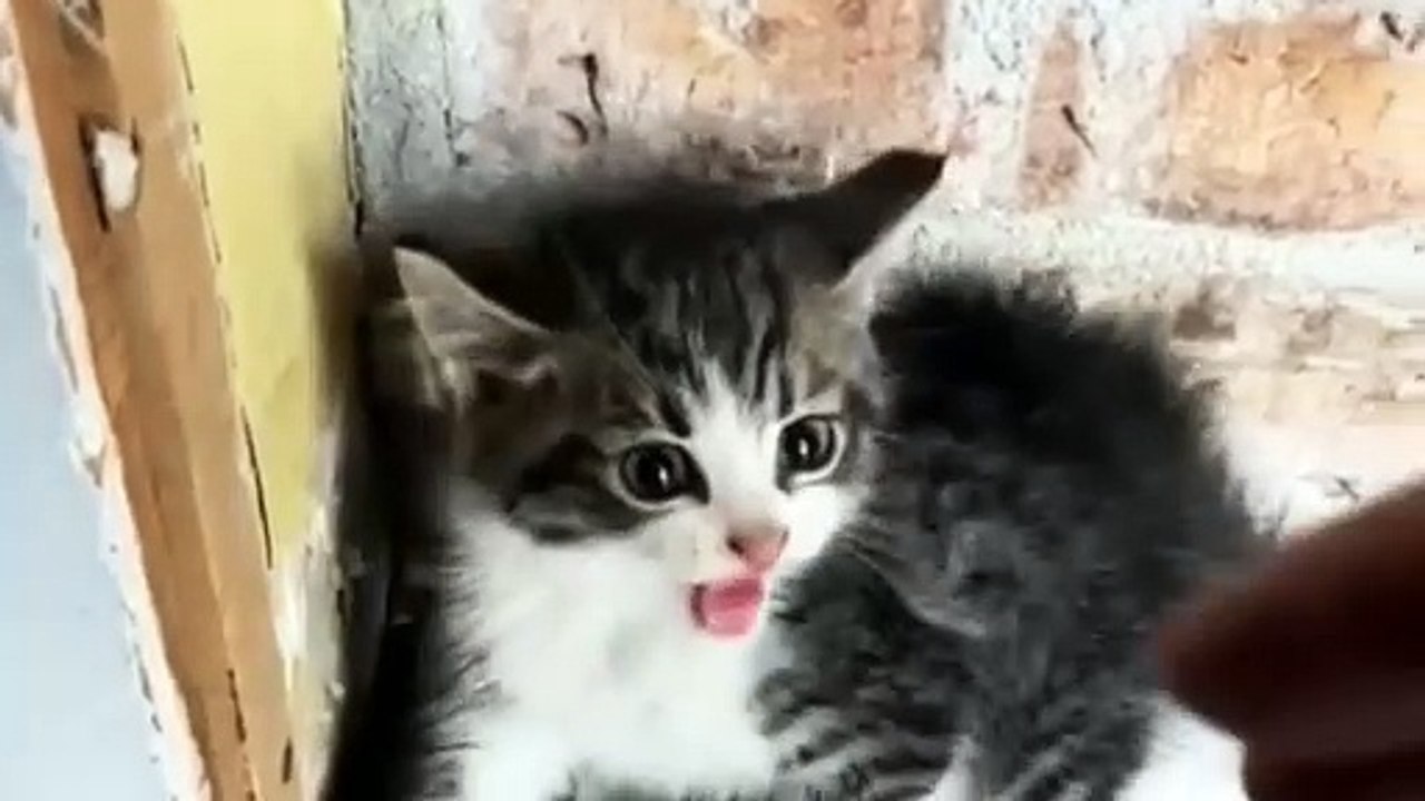 When kittens are bullied