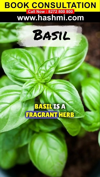 Basil a herb with heakth and flavor