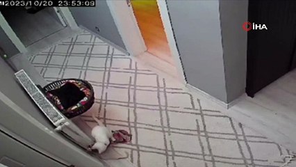 İzmir'de depremin şiddeti kameralara yansıdı, paniğe yol açtı!