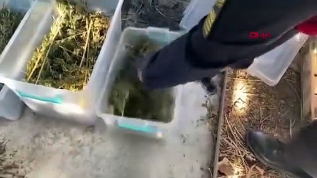 Sapanca'da Uyuşturucu Operasyonu: Hint Keneviri ve Esrar Ele Geçirildi