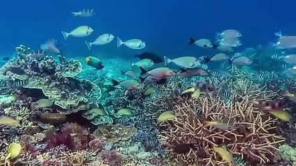 NASA Expert! How Did Life Begin on Earth?