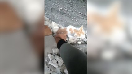 Скачать видео: Gazze'de İsrail bombardımanı sonucu enkaz altında kalan bir kedi kurtarıldı