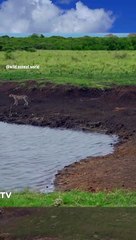 Timsahın müthiş av anı