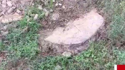 एटा: जिले में नहीं रुक रहा है हरे वृक्षों का अवैध कटान