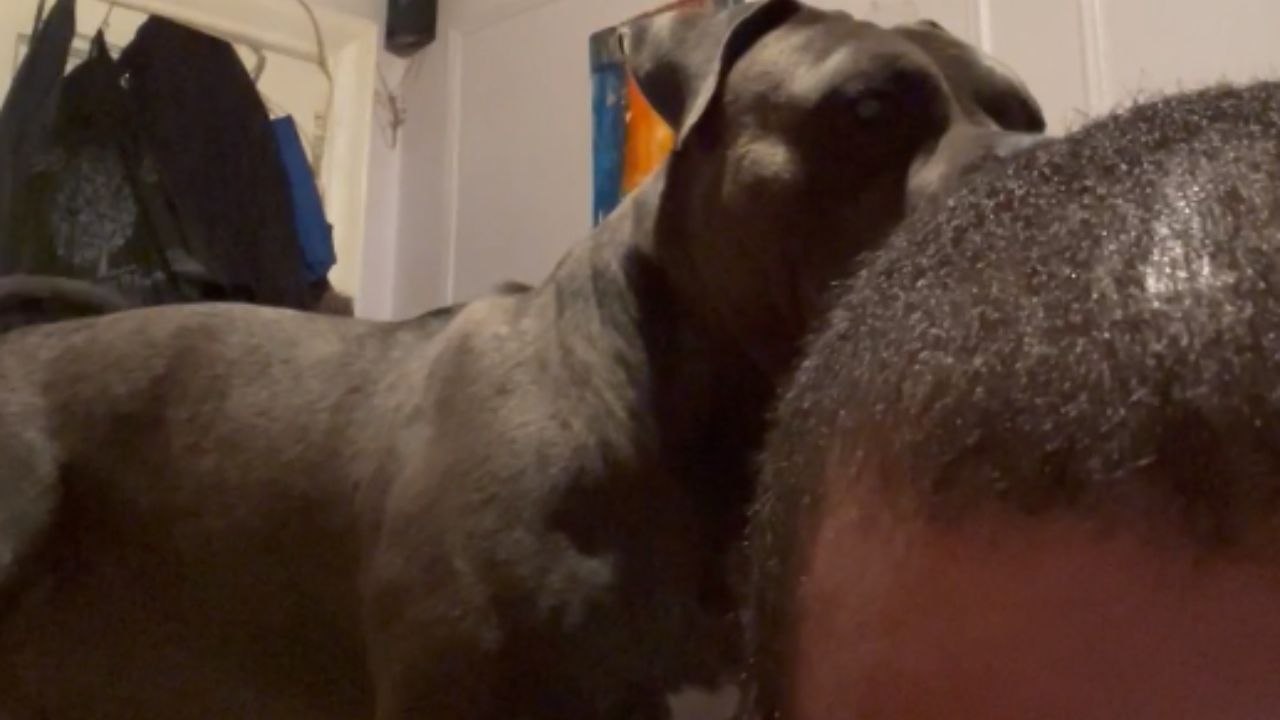 Hyperactive dog unleashes his brand of craziness on exhausted owner