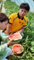 Beautiful Nature with Rural Life (P138) - Fresh fruit is delicious in the summer