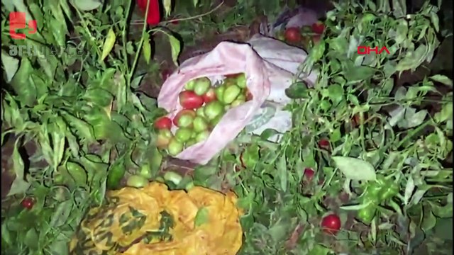 İki kamyonetin çarpıştığı kazada 20 tarım işçisi yaralandı