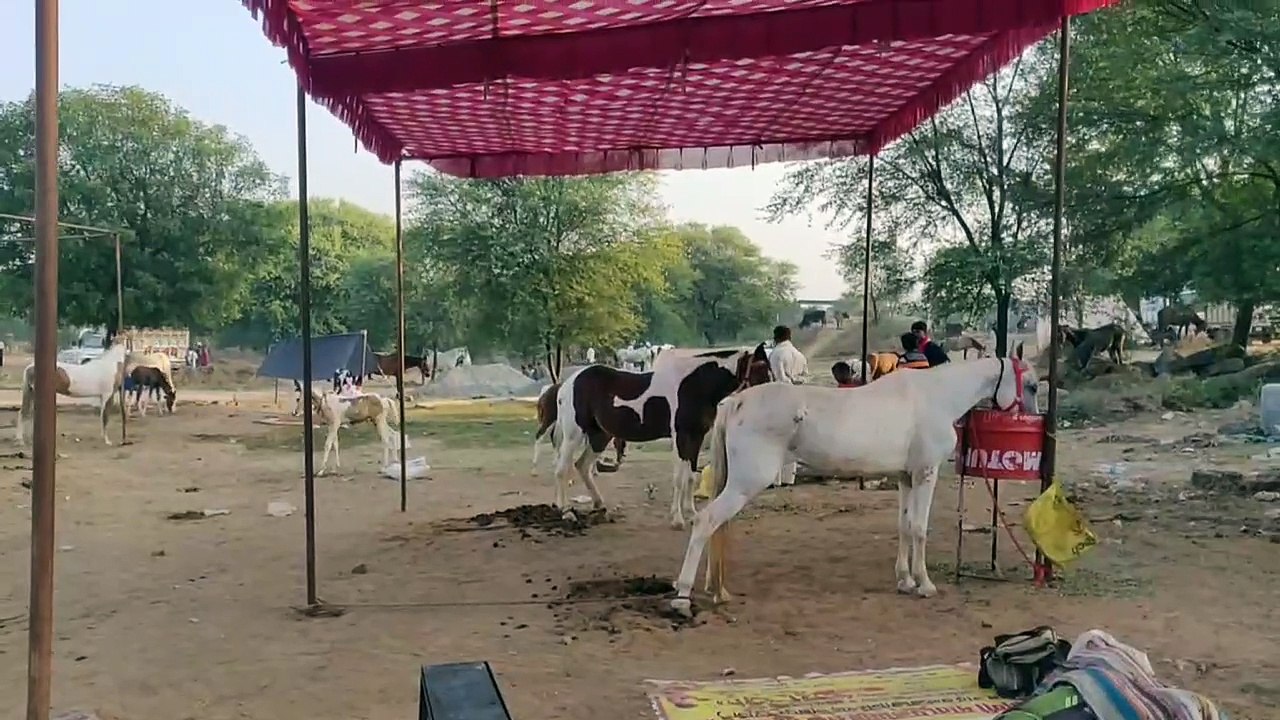 आज से चार दिन लगेगा मेला, देशभर से पहुंचे गधे-घोड़ों के खरीदार