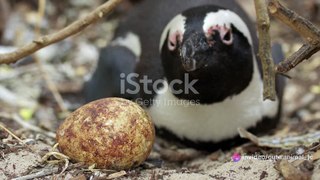 Penguin World: Life in the Cold