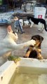 Cat And Dog Fight | Cat And Dog Funny Moments | Animals Funny Moments | Cute Pets | Satisfying Videos #animal #cats #satisfyingvideos #catshorts #dog #doglover #cutepuppies