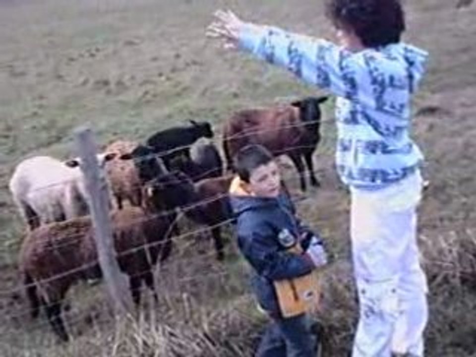 le seigneur des moutons