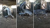Hindistan'da bir çiftlikte insan yediği iddia edilen anakonda yakalandı