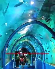 भारतातील सर्वात मोठा फीश टनेल एक्स्पो बोरीवलीत