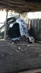 İnsan yiyen pitonu böyle etkisiz hale getirdiler! Görüntüler hayrete düşürdü