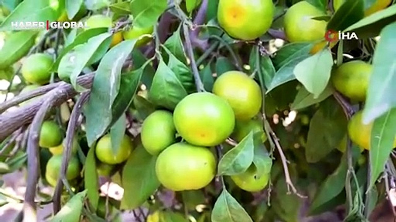 Satsuma mandalinasında hasat dönemi başladı: "Tezgahlarda 30-40 TL arası satılmakta"