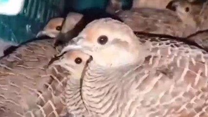 आगर मालवा: वन विभाग की बड़ी कार्यवाही, बड़ी संख्या में तीतर जब्त,आरोपी गिरफ्तार