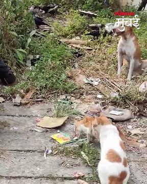 अँटॉप हिल येथील मैदानाची अवस्था पाहा, BMC चं लक्षच नाही