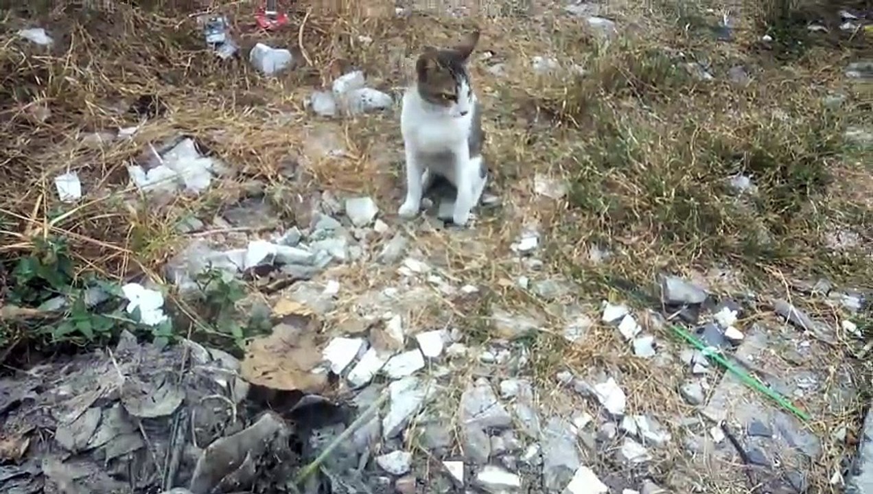 The presence of a white cat in the garden