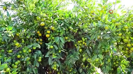 Kanserin doğal çözümünün hasadı başladı