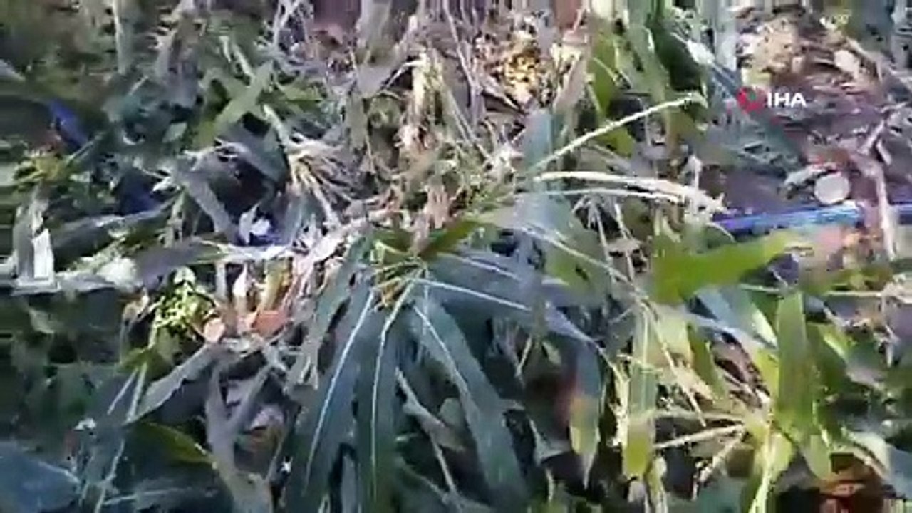 Ayılar Zeytin Ağaçlarına Dadandı