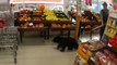 Black bear cub roams supermarket produce aisle before being escorted out by police