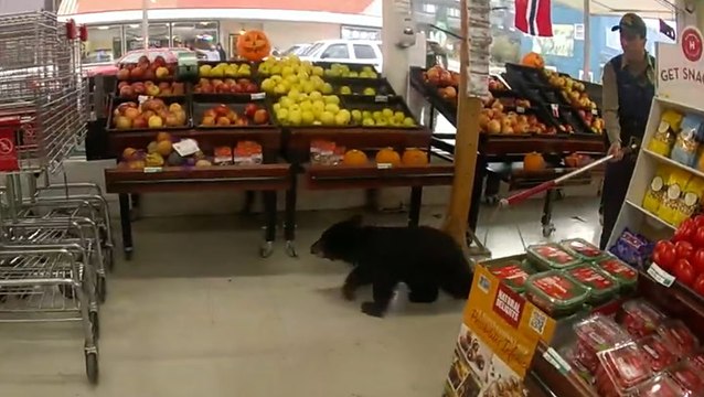 Black bear cub roams supermarket produce aisle before being escorted out by police