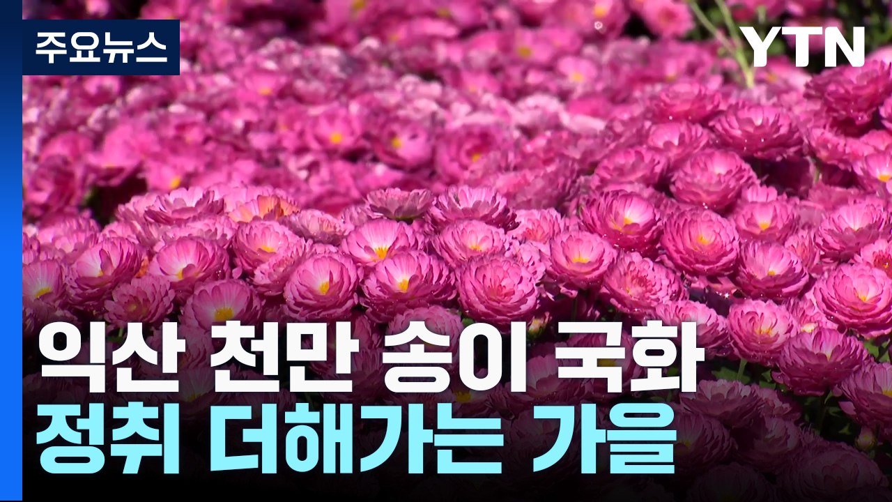 익산 천만 송이 국화 '활짝'...정취 더해가는 가을 / YTN