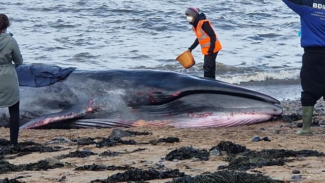 Sei whale dies after washing up on South Queensferry beach