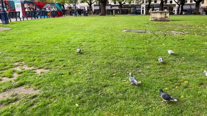 Meet the pigeons of Pigeon Park in Birmingham