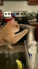 Funny cats video #funnycats #funnycatsvideo#viralcat #viralvideo#us #uk
