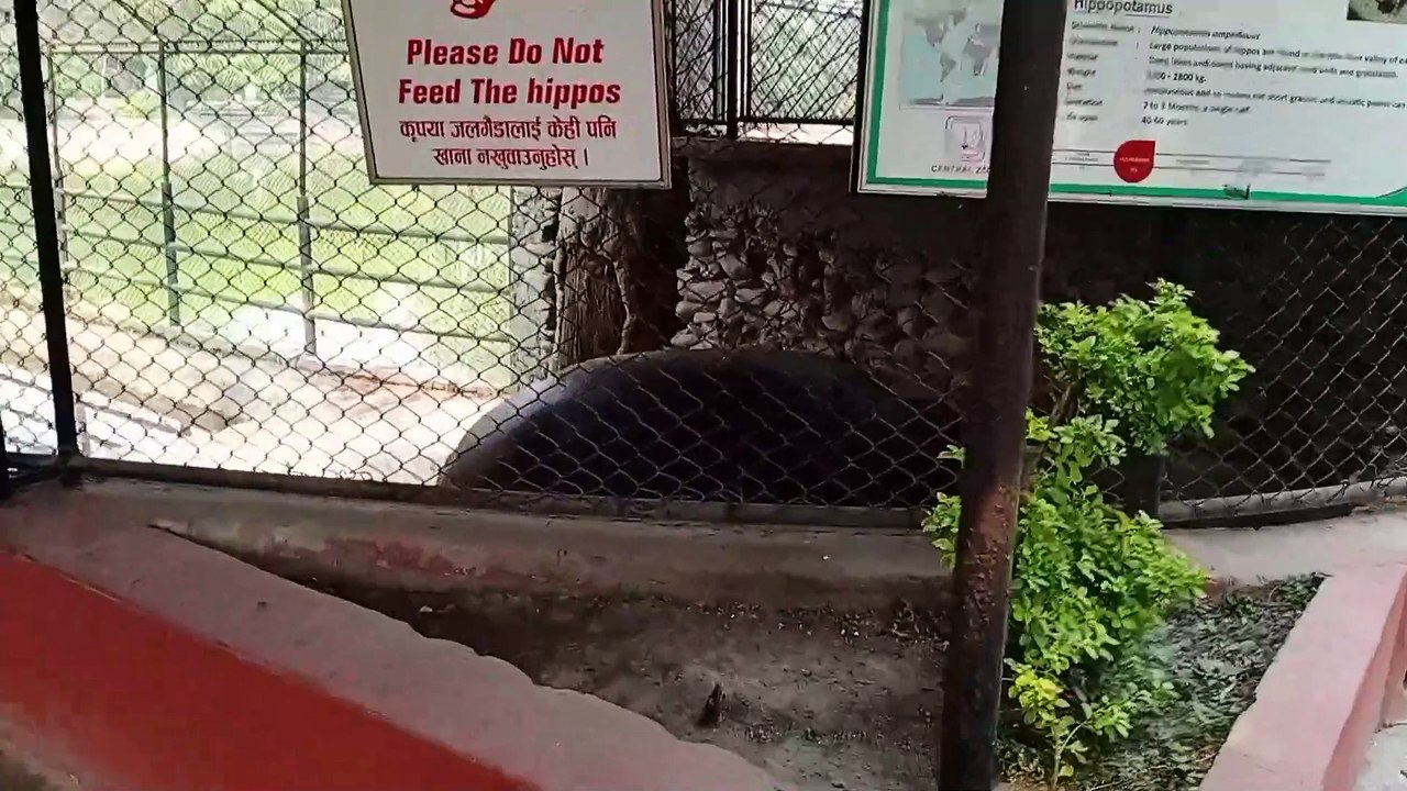 Tiger in zoo