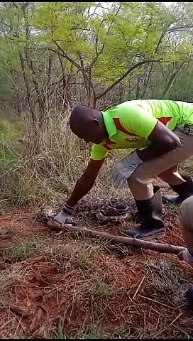 மான் குட்டியை விழுங்கிவிட்டு நகர முடியாமல் திணறிய மலைப்பாம்பு; லாவகமாக பிடித்த வீரர்கள்