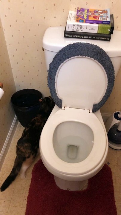 Elle adore regarder la chasse d'eau des toilettes